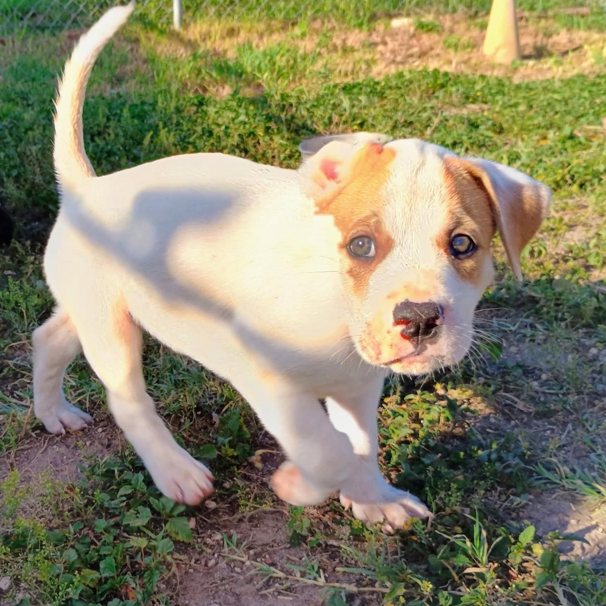 Enlarge Mochi, a ADOPTABLE mixed breed in Chatham, NJ image 2/5