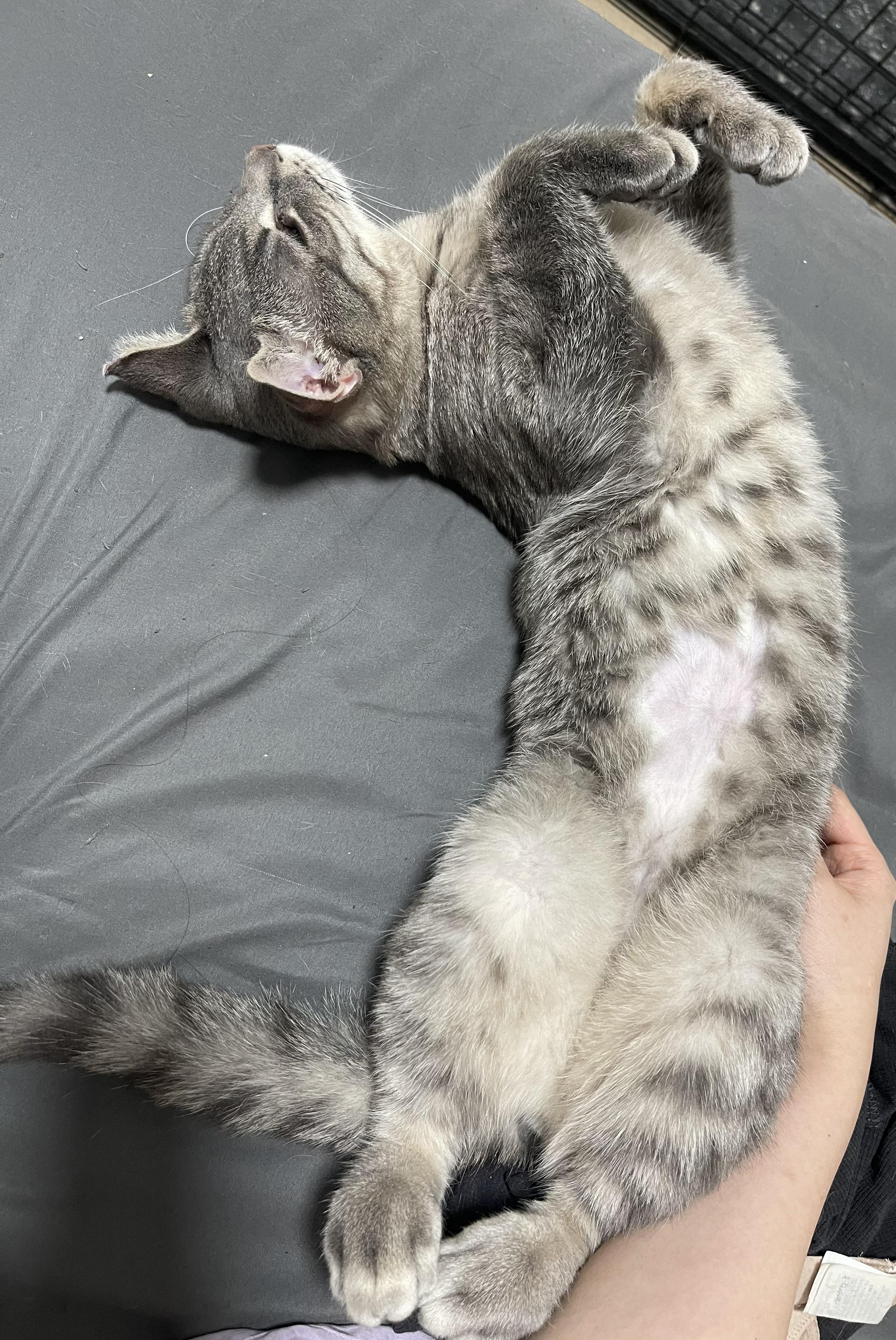 Enlarge Javier, a Adopted Domestic Short Hair in Toronto, ON image 3/3