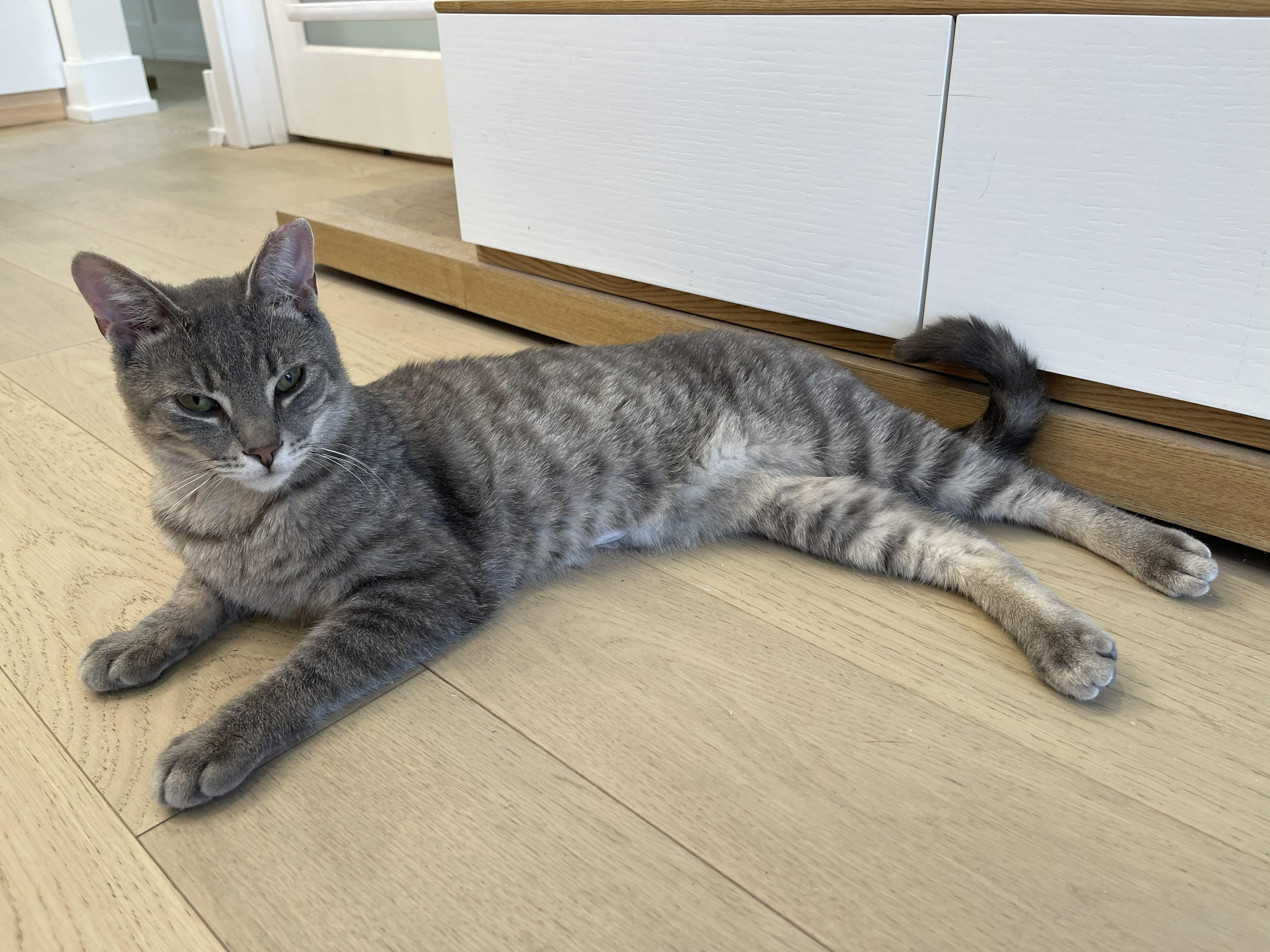 Enlarge Javier, a Adopted Domestic Short Hair in Toronto, ON image 2/3