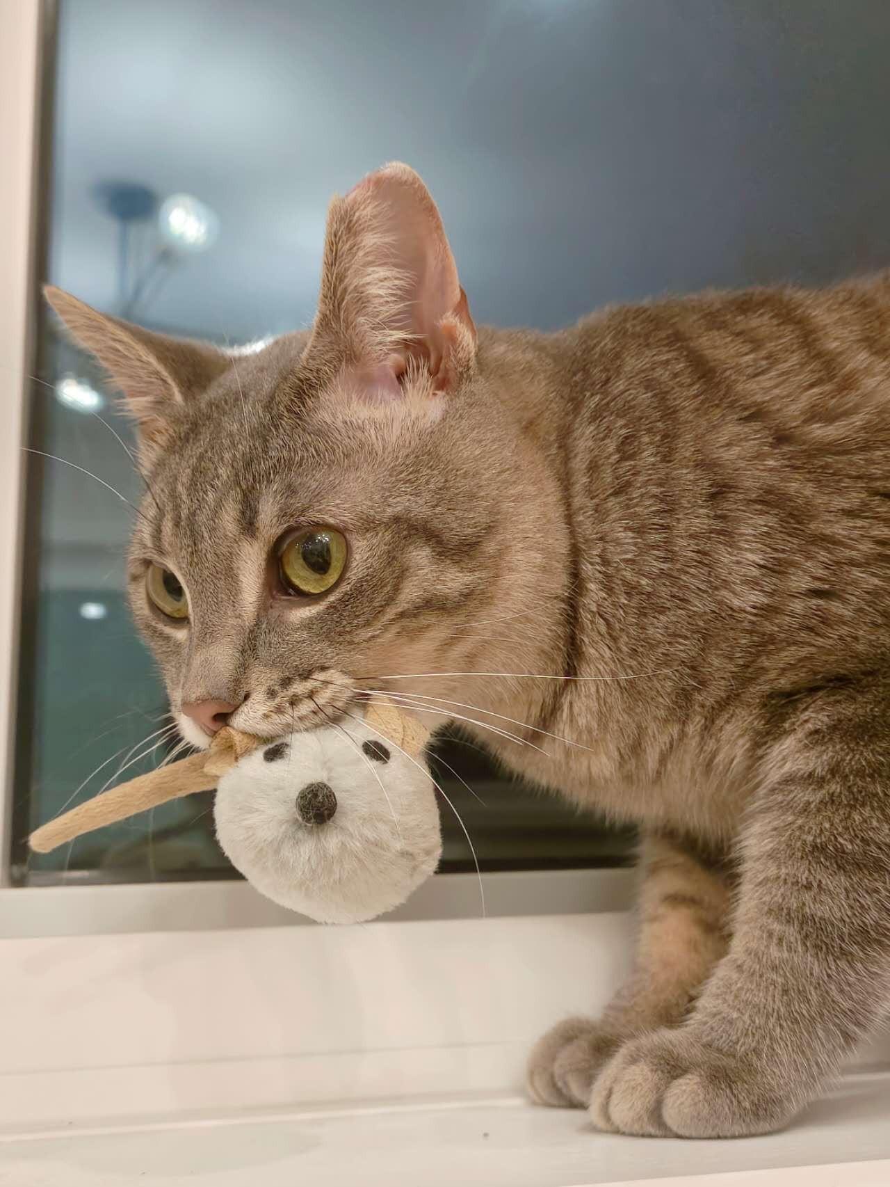 Enlarge Javier, a Adopted Domestic Short Hair in Toronto, ON image 1/3