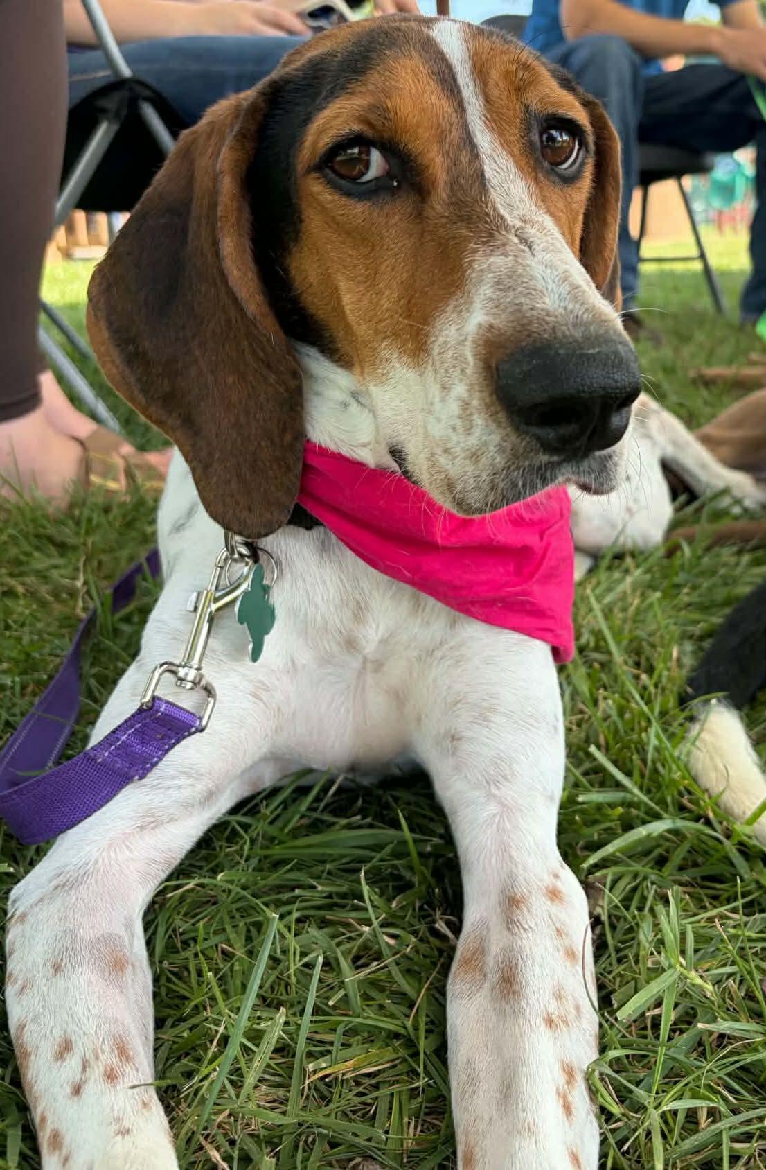 Enlarge Dottie, a Adoptable Treeing Walker Coonhound in Covington, VA image 1/1