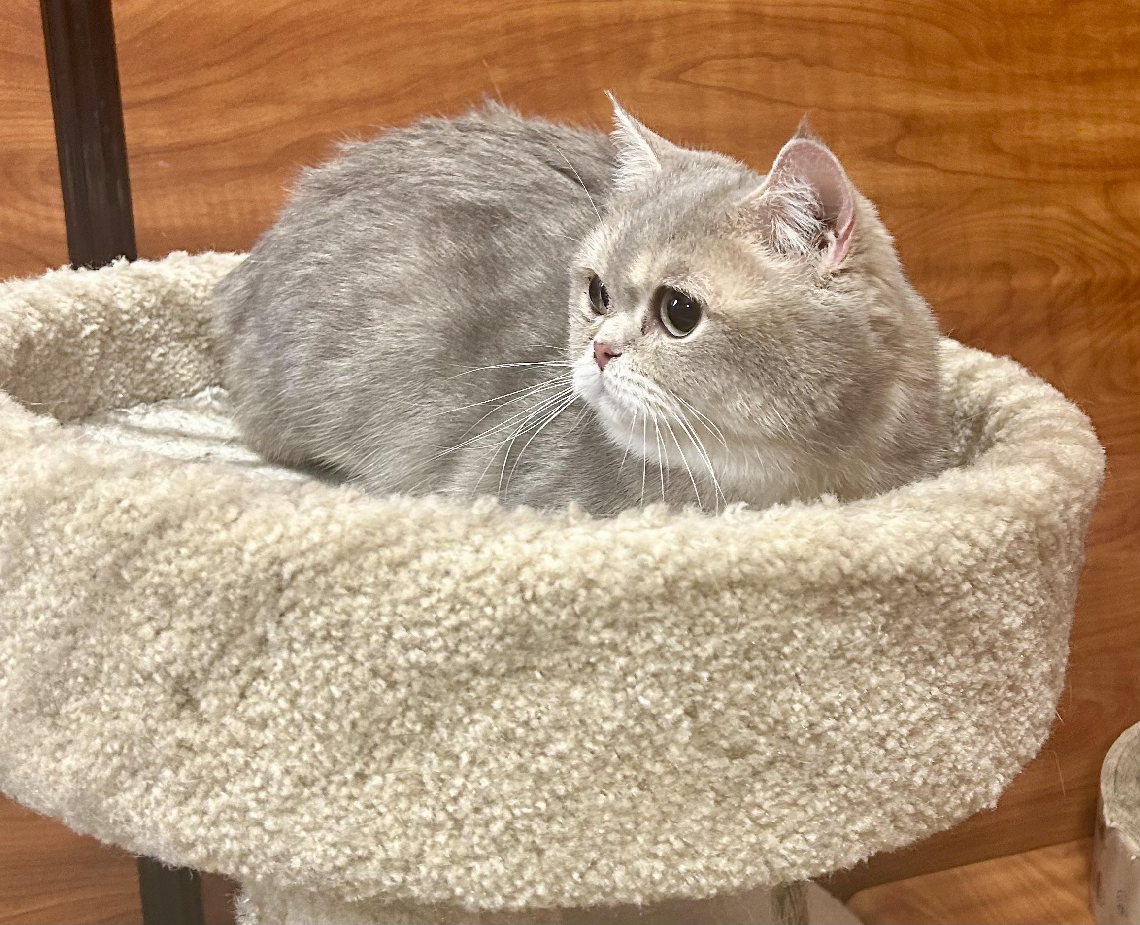Enlarge Chai Latte, a ADOPTABLE British Shorthair in Vernon Hills, IL image 1/3