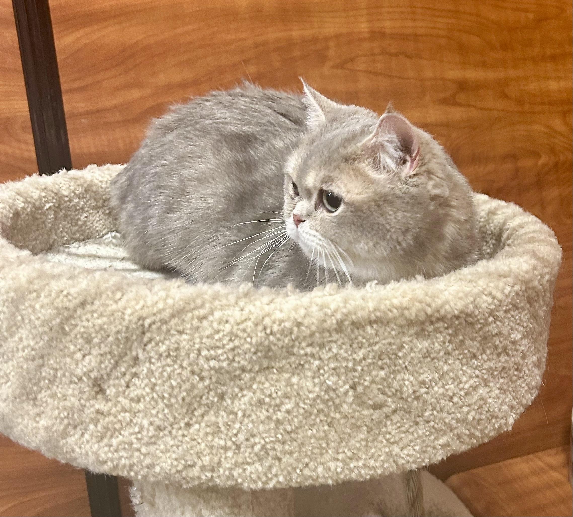 Enlarge Chai Latte, a ADOPTABLE British Shorthair in Vernon Hills, IL image 2/3
