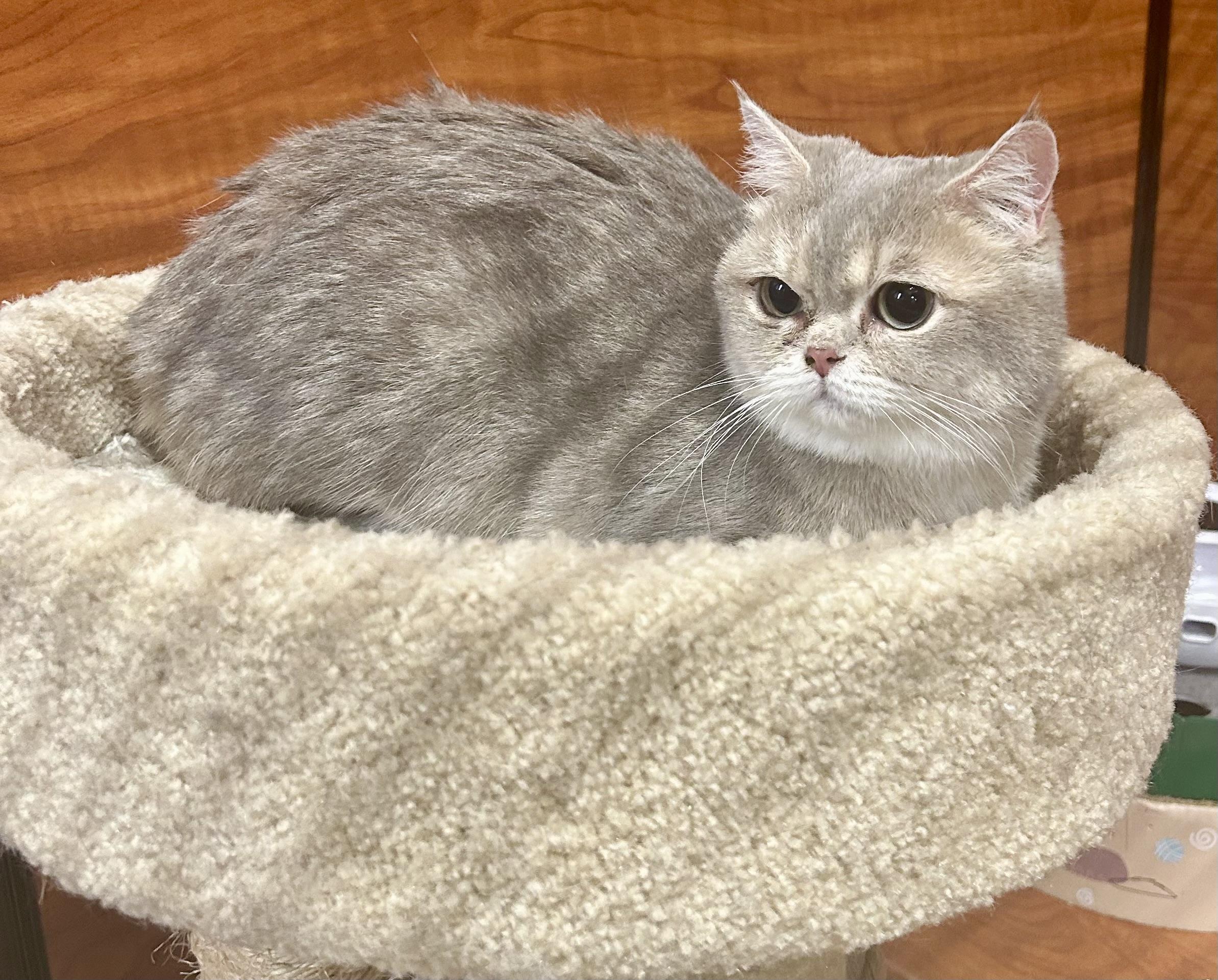 Enlarge Chai Latte, a ADOPTABLE British Shorthair in Vernon Hills, IL image 3/3