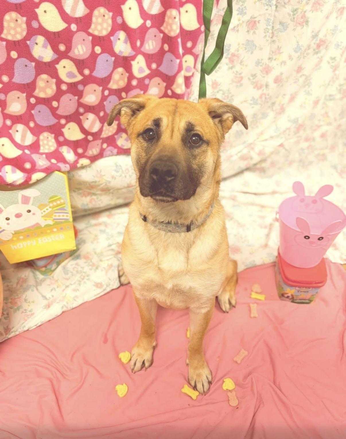 Shilo, ADOPTABLE, Young Female Shepherd.