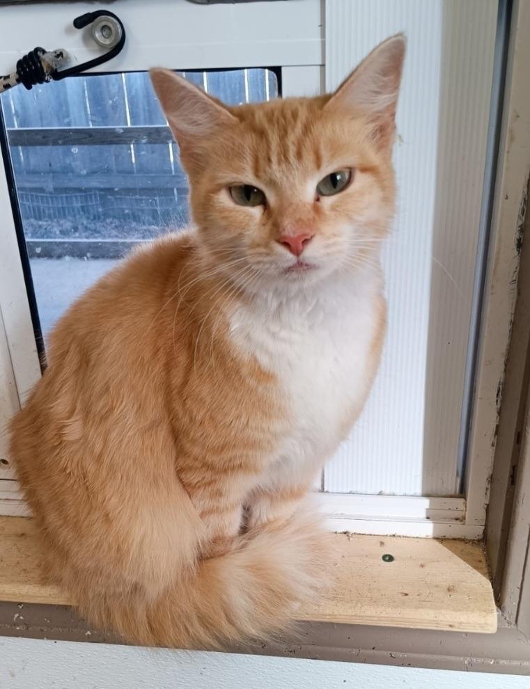 Miss Swiss, Adoptable, Young Female Domestic Short Hair.