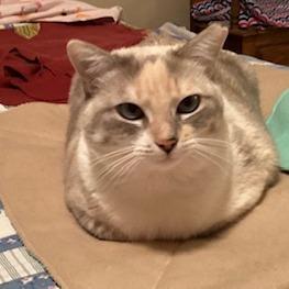 Mocniak C Ling-Ling, a Adoptable Siamese in Bulverde, TX image 3/3