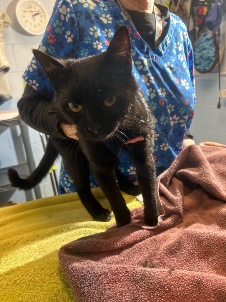 Mr. Love, Adoptable, Kitten Male Domestic Short Hair.