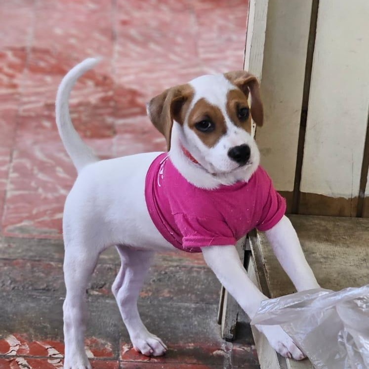 Enlarge Almendra, an adopted mixed breed in Ridgefield, CT image 2/2