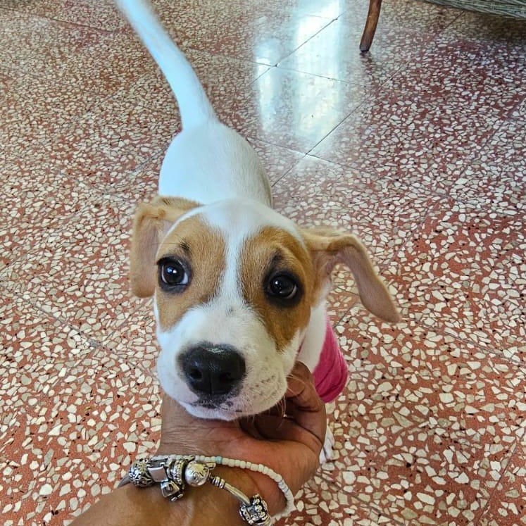 Enlarge Almendra, an adopted mixed breed in Ridgefield, CT image 1/2