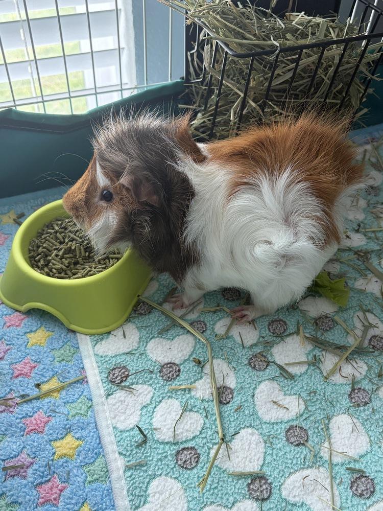 Teddy, adopted, Young Male Guinea Pig.