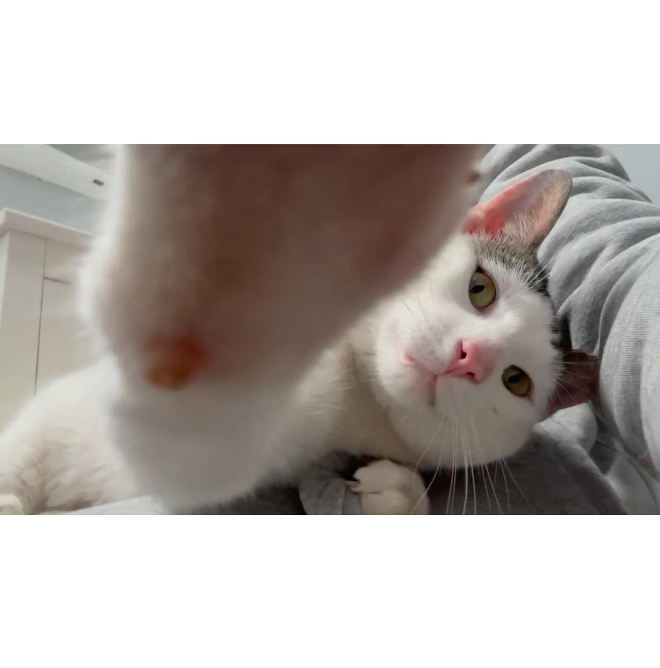 Enlarge Bubbas Di Neve, a Adopted mixed breed in Brooklyn, NY image 1/5