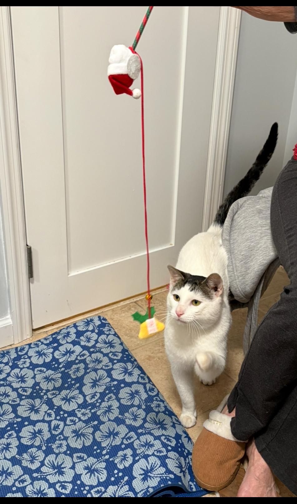 Enlarge Bubbas Di Neve, a Adopted mixed breed in Brooklyn, NY image 4/5