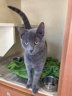 Enlarge Buttercup, a Adoptable Domestic Short Hair in Mason City, IA image 2/3