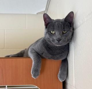 Enlarge Buttercup, a Adoptable Domestic Short Hair in Mason City, IA image 1/3