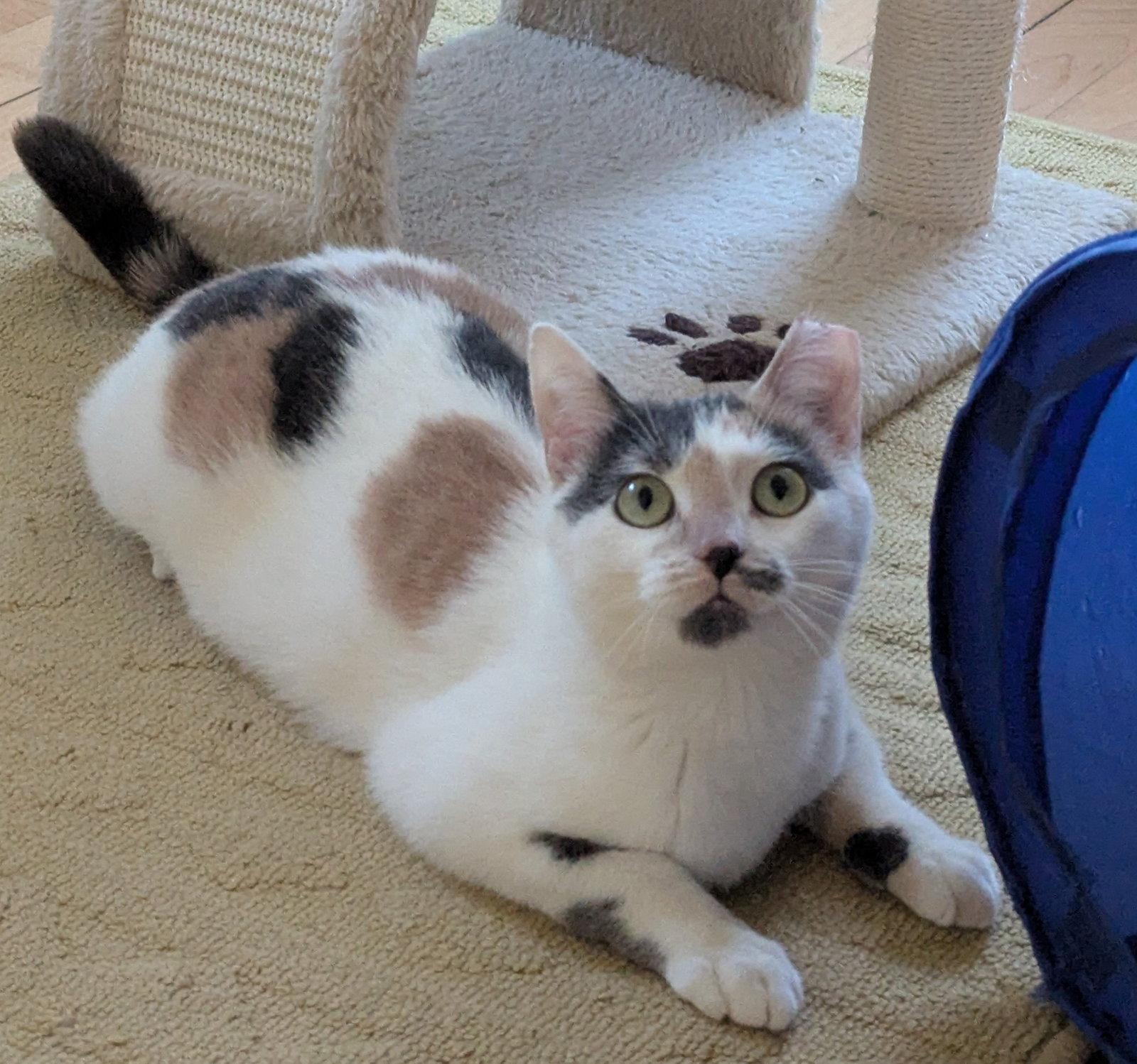 Pebble, Adopted, Young Female Domestic Short Hair.