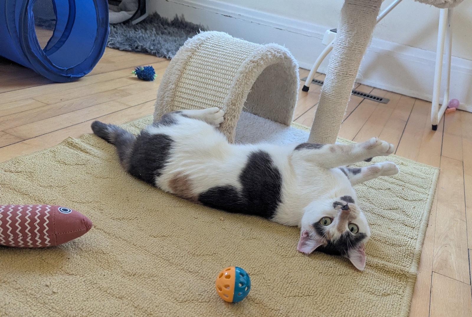 Enlarge Pebble, a Adopted Domestic Short Hair in Crystal, MN image 2/3
