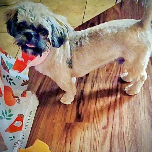 Enlarge Coco, a Adoptable Shih Tzu in Knoxville, TN image 4/6