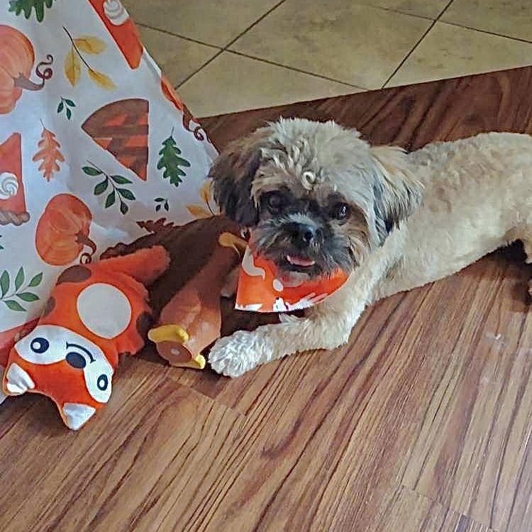 Enlarge Coco, a Adoptable Shih Tzu in Knoxville, TN image 3/6