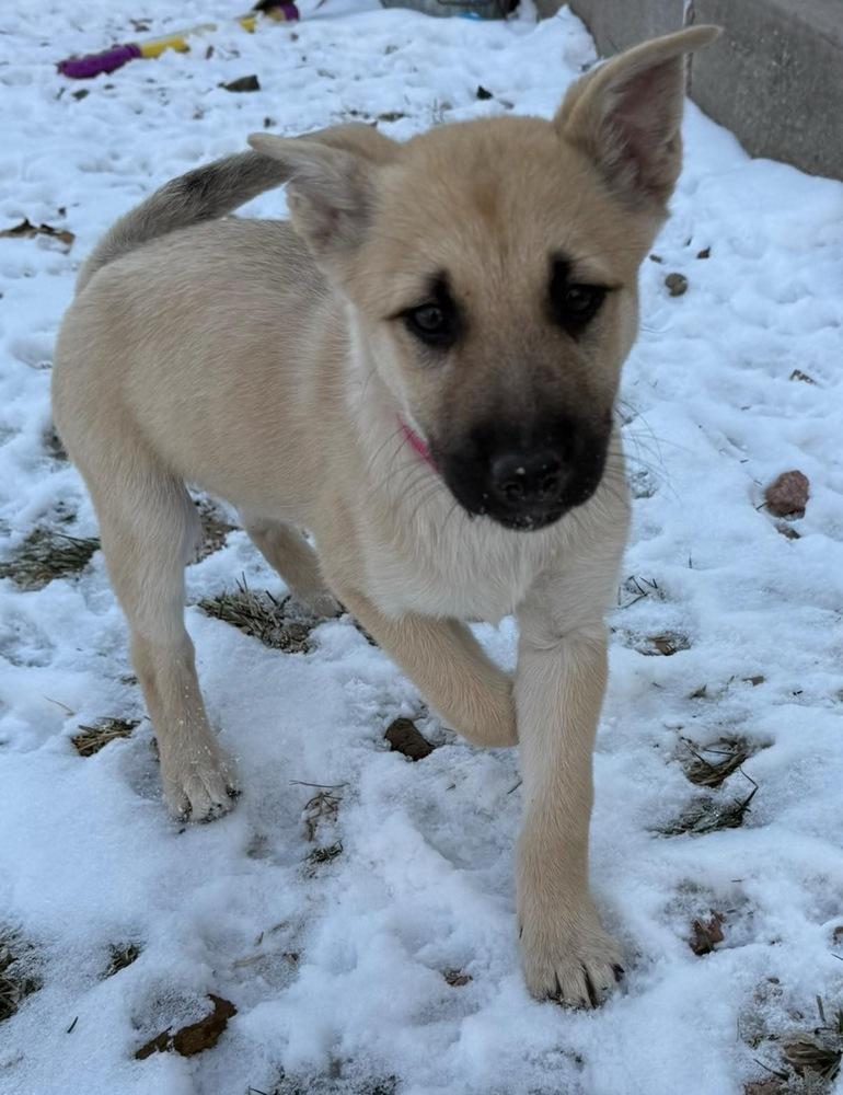 Meadow, Adoptable, Puppy Female Labrador Retriever & Husky.