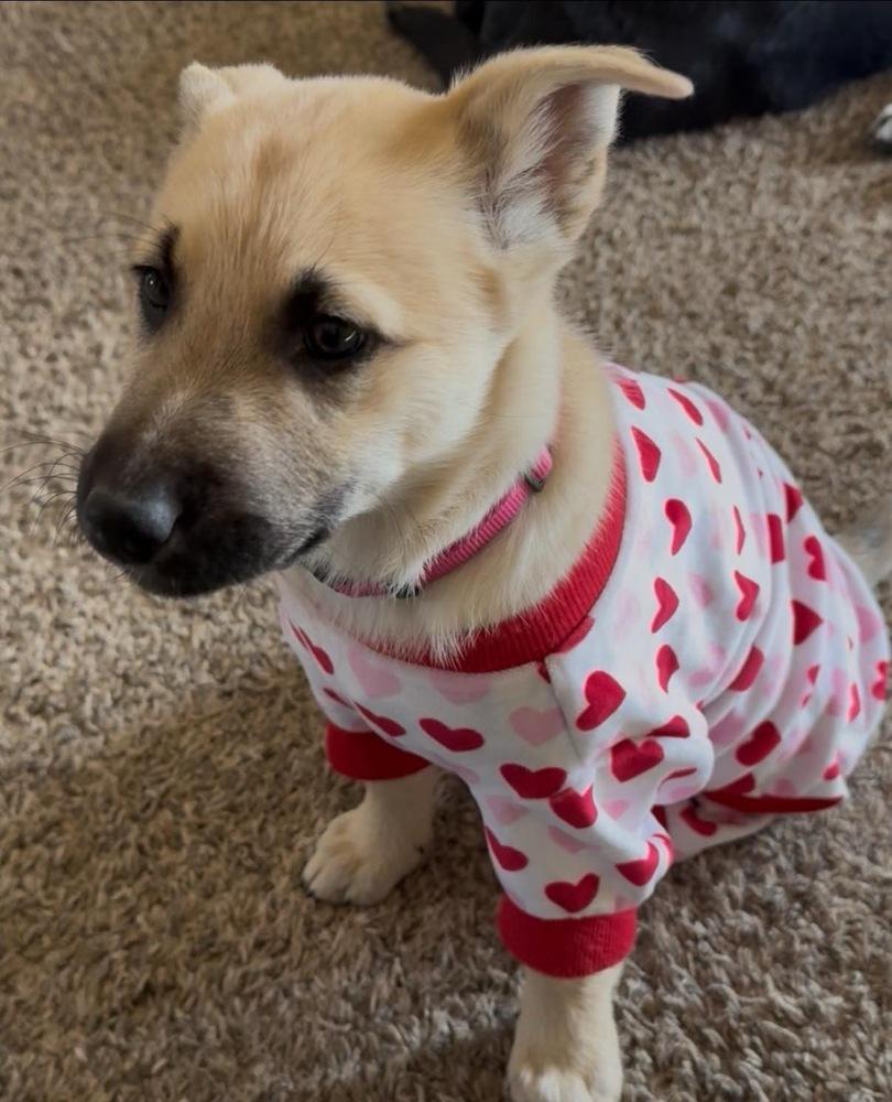 Enlarge Meadow, a Adoptable mixed breed in Colorado Springs, CO image 2/6