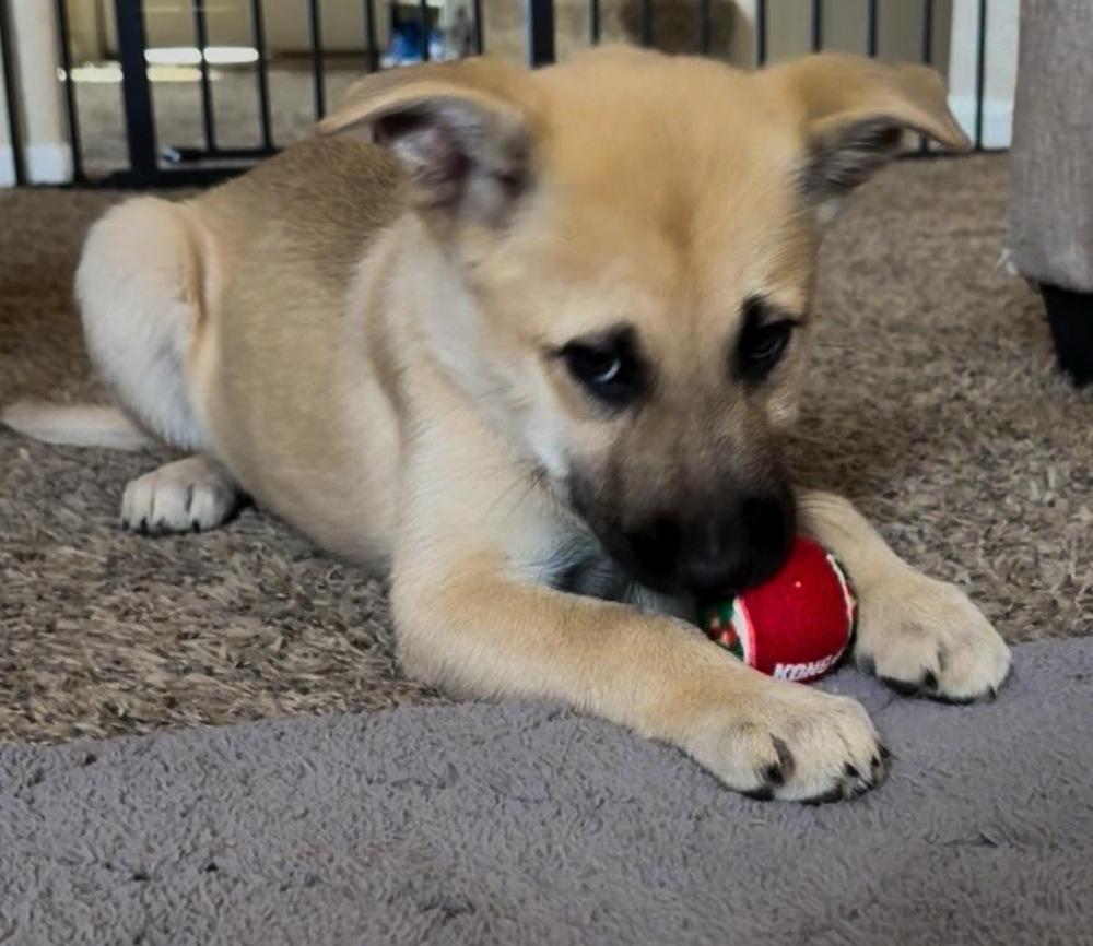 Enlarge Meadow, a Adoptable mixed breed in Colorado Springs, CO image 3/6