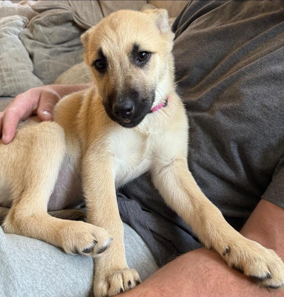 Enlarge Meadow, a Adoptable mixed breed in Colorado Springs, CO image 4/6