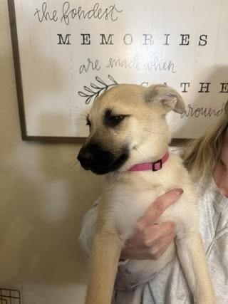 Enlarge Meadow, a Adoptable mixed breed in Colorado Springs, CO image 5/6