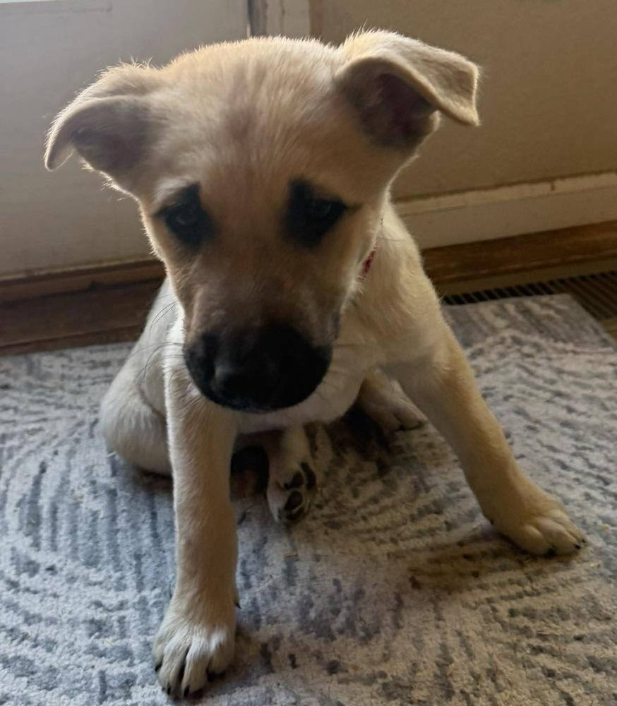 Enlarge Meadow, a Adoptable mixed breed in Colorado Springs, CO image 6/6