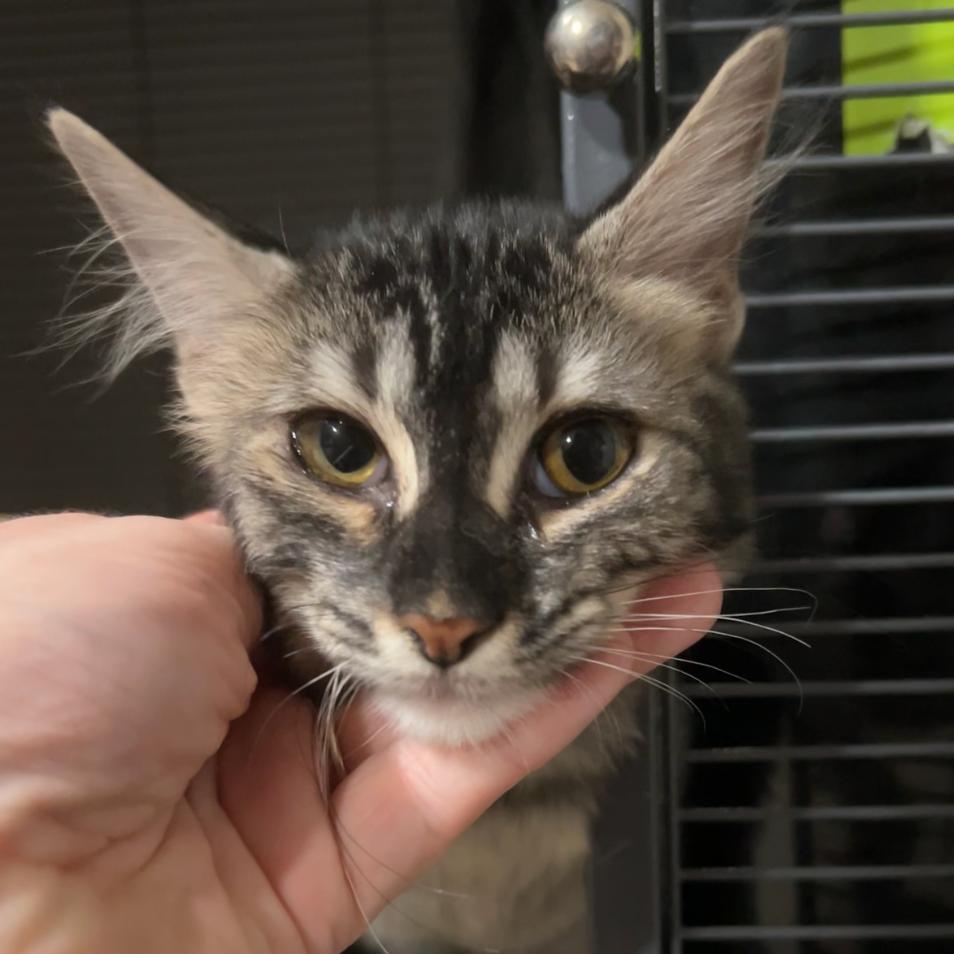 Enlarge Skyrizzi, a Adoptable Domestic Short Hair in Odessa, TX image 1/1