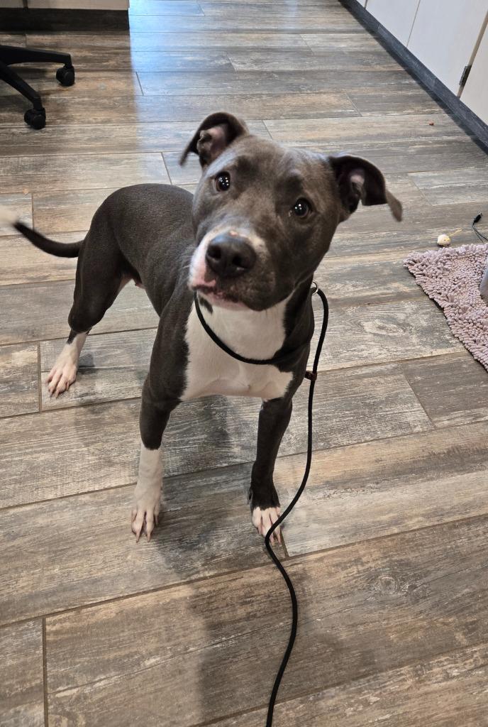 Cassie Yrly 253, a Adoptable Pit Bull Terrier in Sidney, OH image 1/4