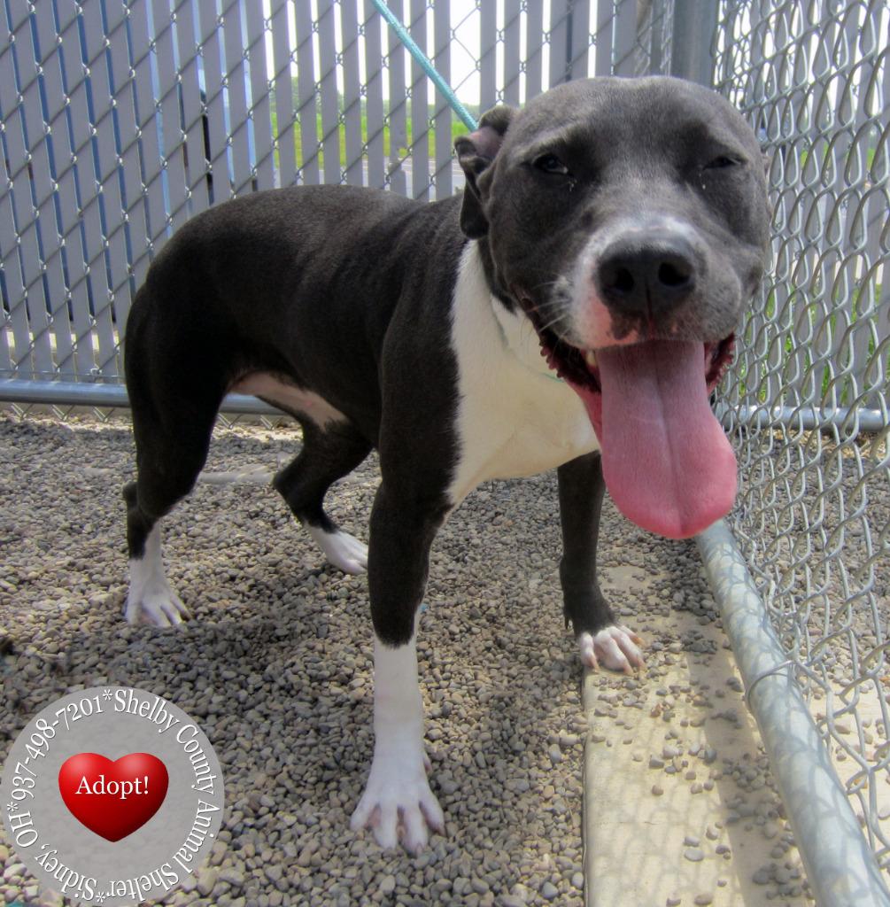 Cassie Yrly 253, a Adoptable Pit Bull Terrier in Sidney, OH image 2/4