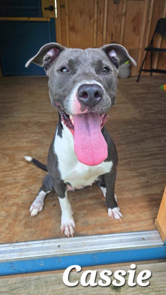 Cassie Yrly 253, a Adoptable Pit Bull Terrier in Sidney, OH image 3/4
