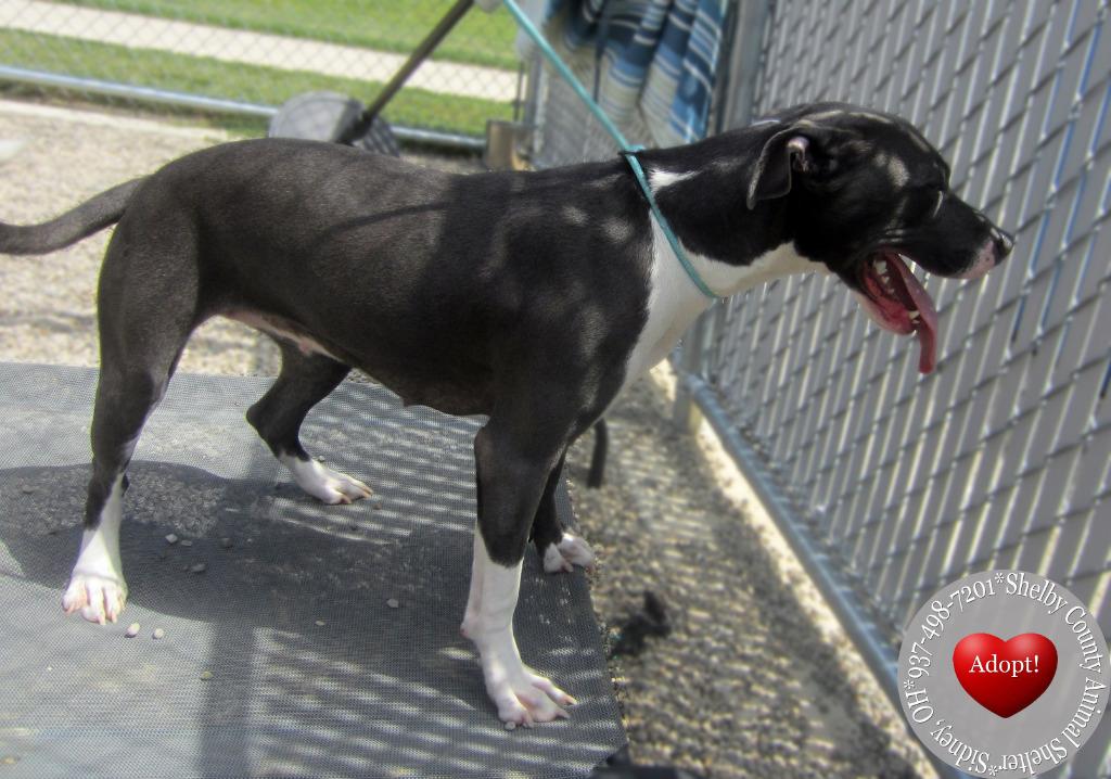 Cassie Yrly 253, a Adoptable Pit Bull Terrier in Sidney, OH image 4/4
