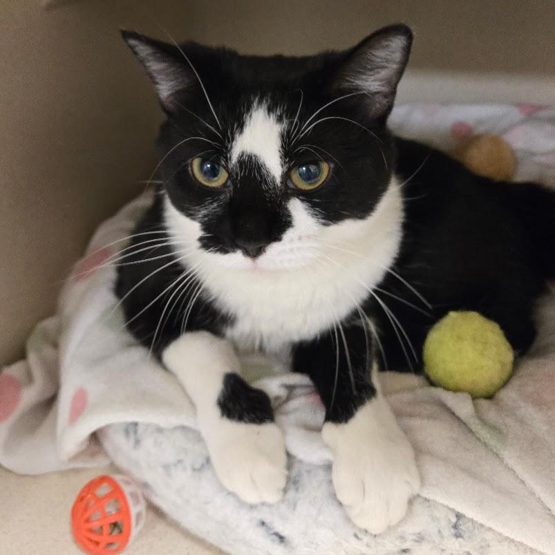 Mu, Adoptable, Young Female Tuxedo.