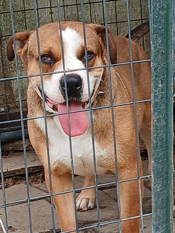 Enlarge Sam, a Adoptable mixed breed in Lonsdale, AR image 4/6