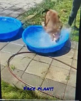 Enlarge Sam, a Adoptable mixed breed in Lonsdale, AR image 6/6