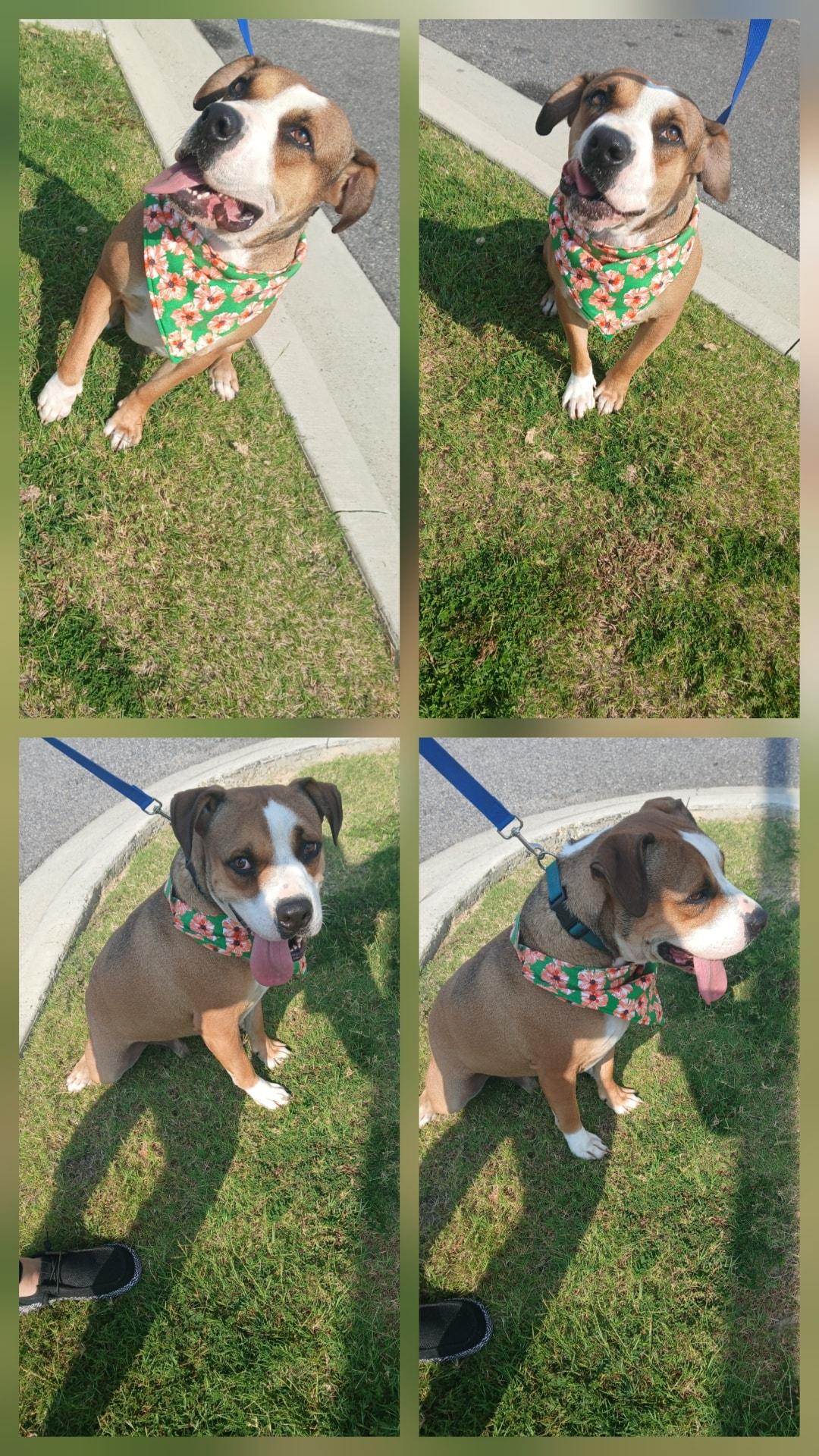 Sam, Adoptable, Adult Male Boxer & Pit Bull Terrier.