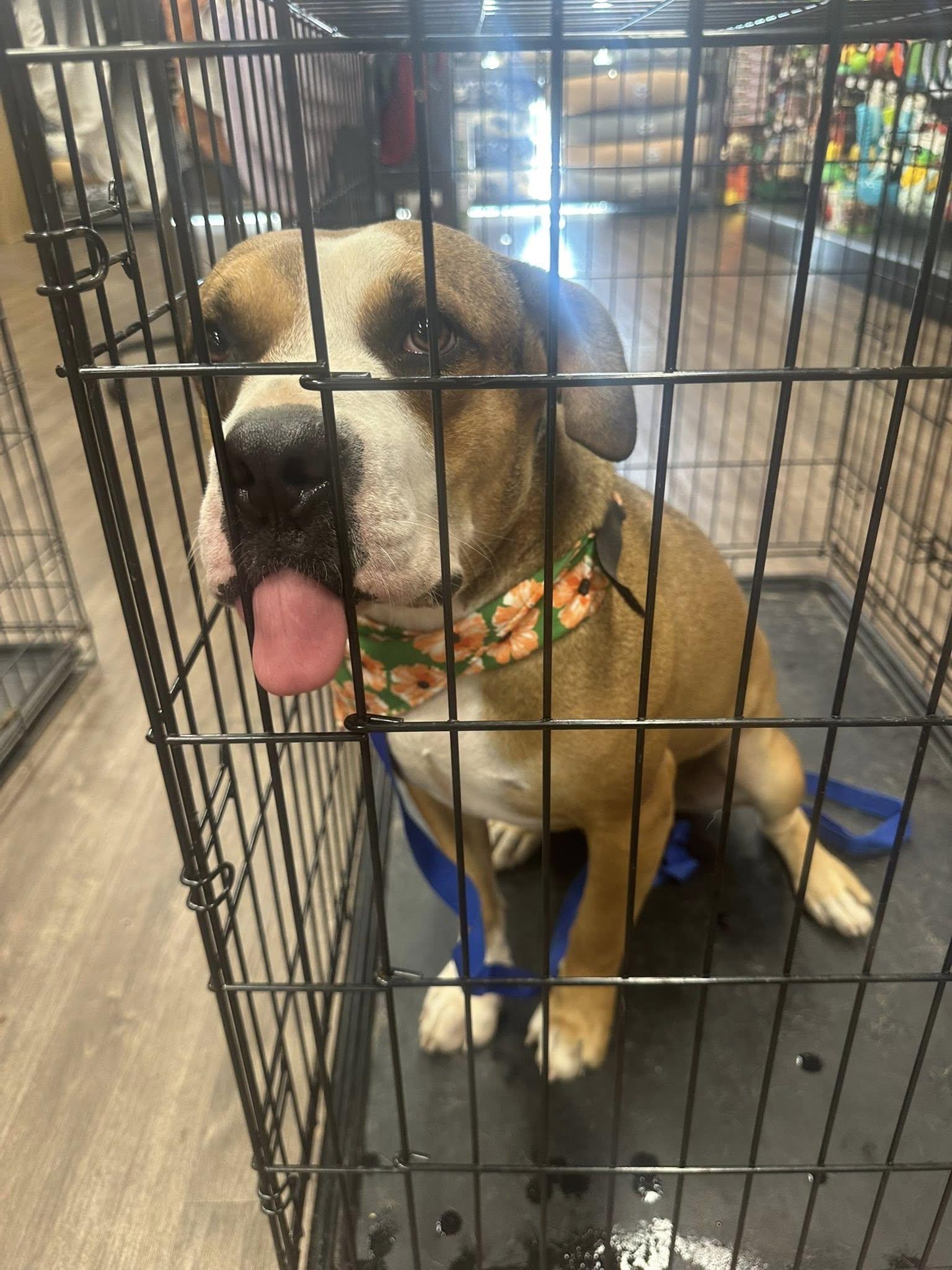 Enlarge Sam, a Adoptable mixed breed in Lonsdale, AR image 2/6