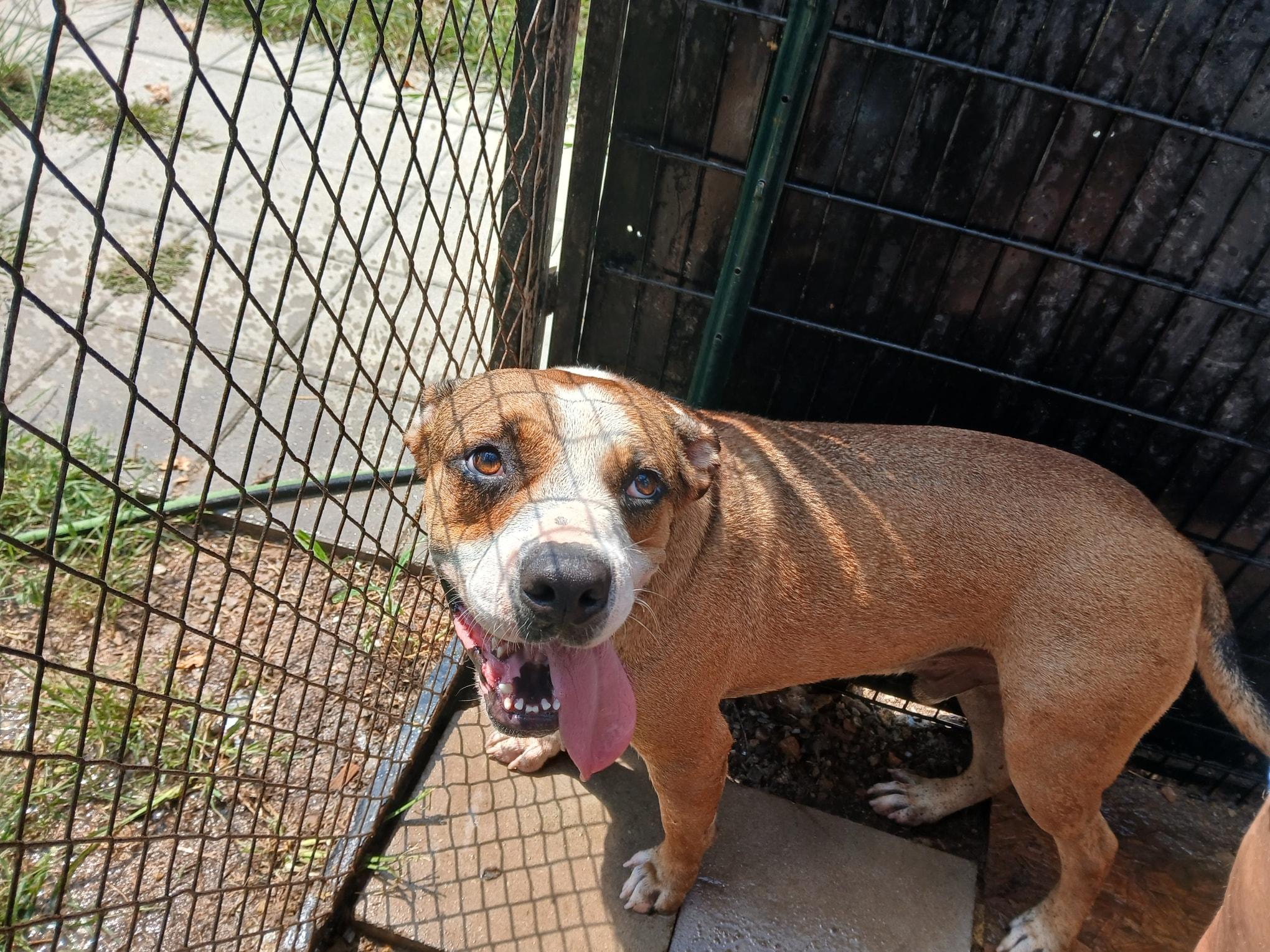 Enlarge Sam, a Adoptable mixed breed in Lonsdale, AR image 5/6