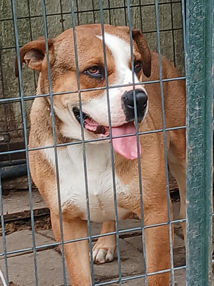 Sam, Adult Male Boxer