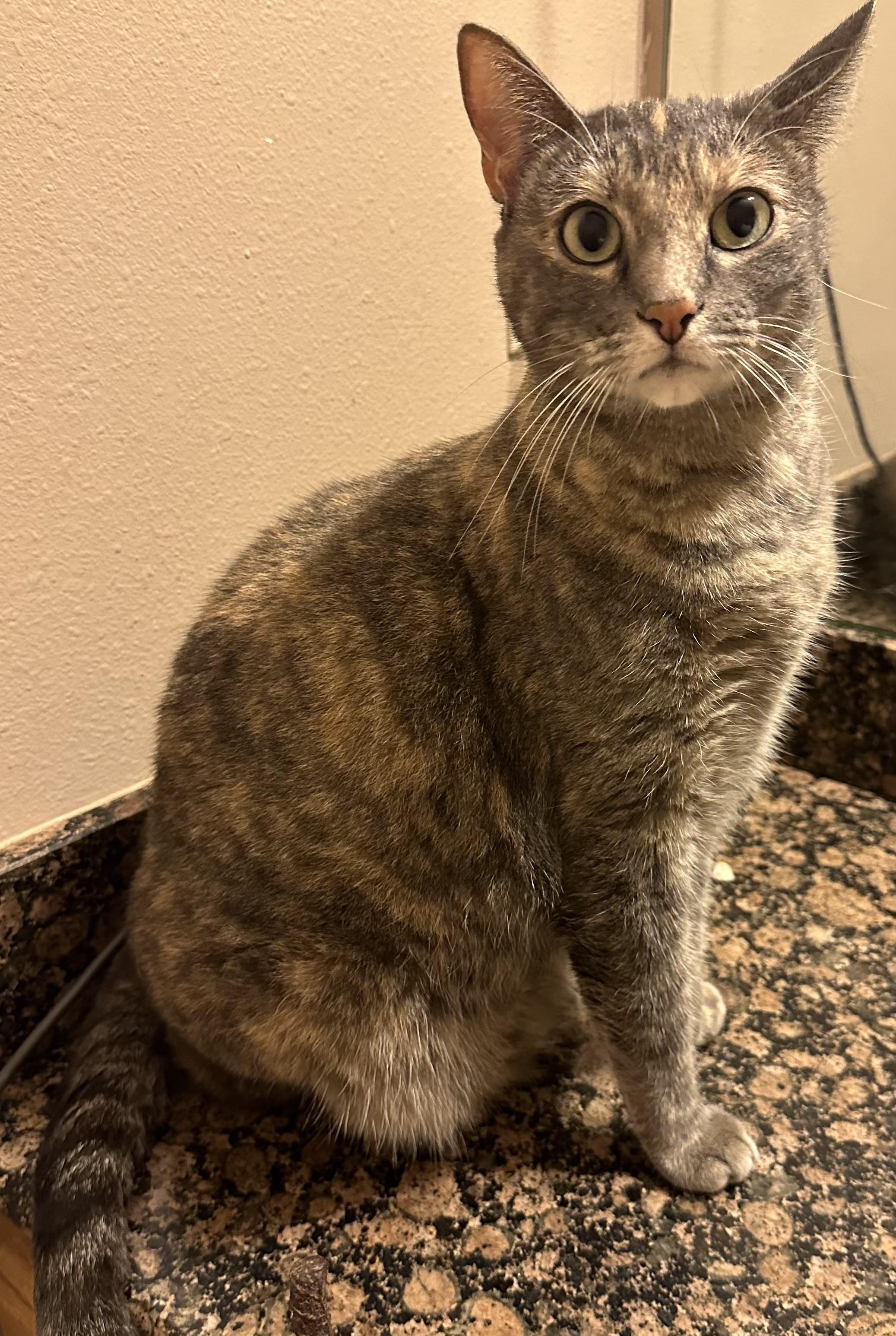 Paisley