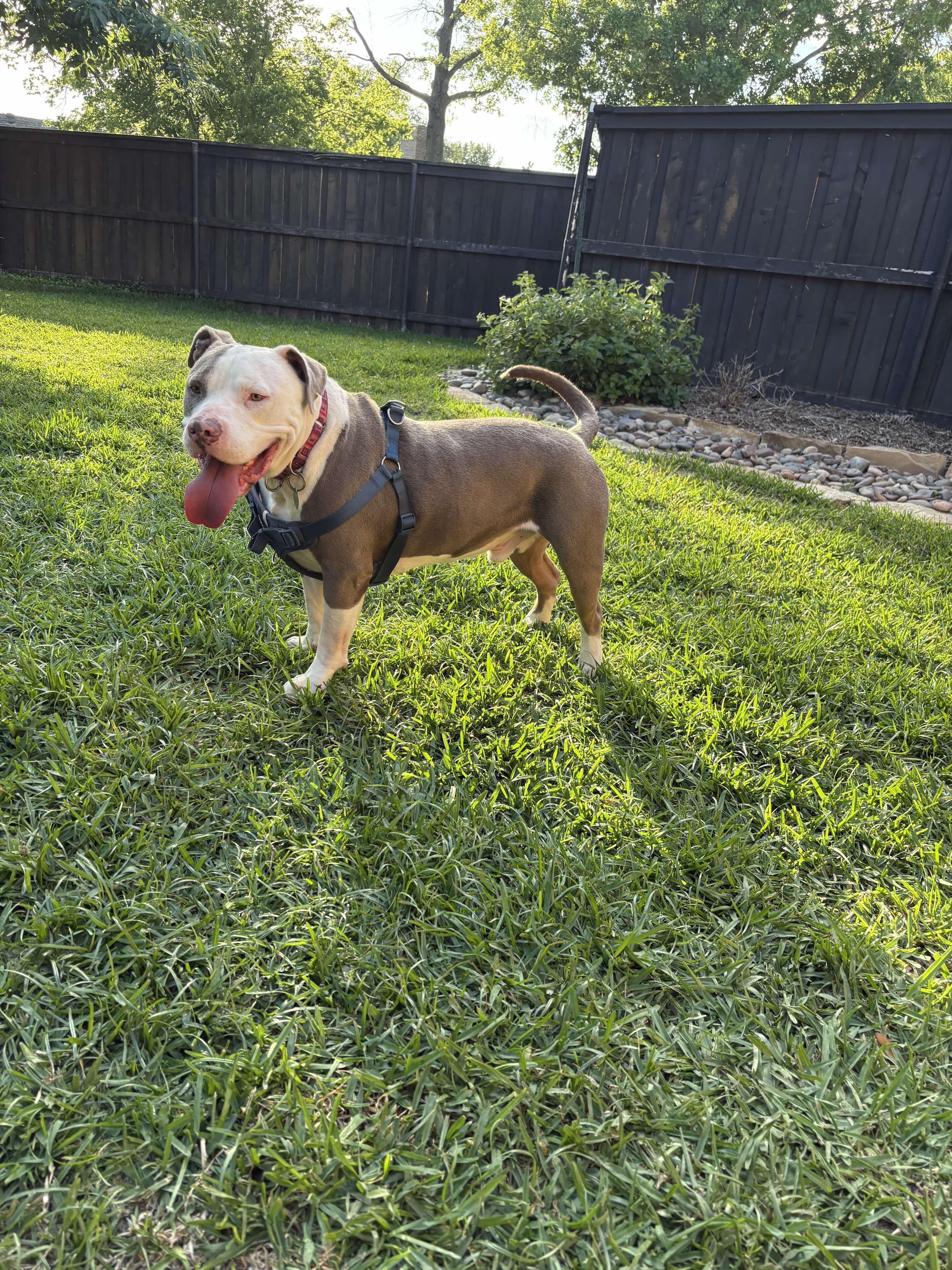 Justice, Adoptable, Adult Male American Bulldog.