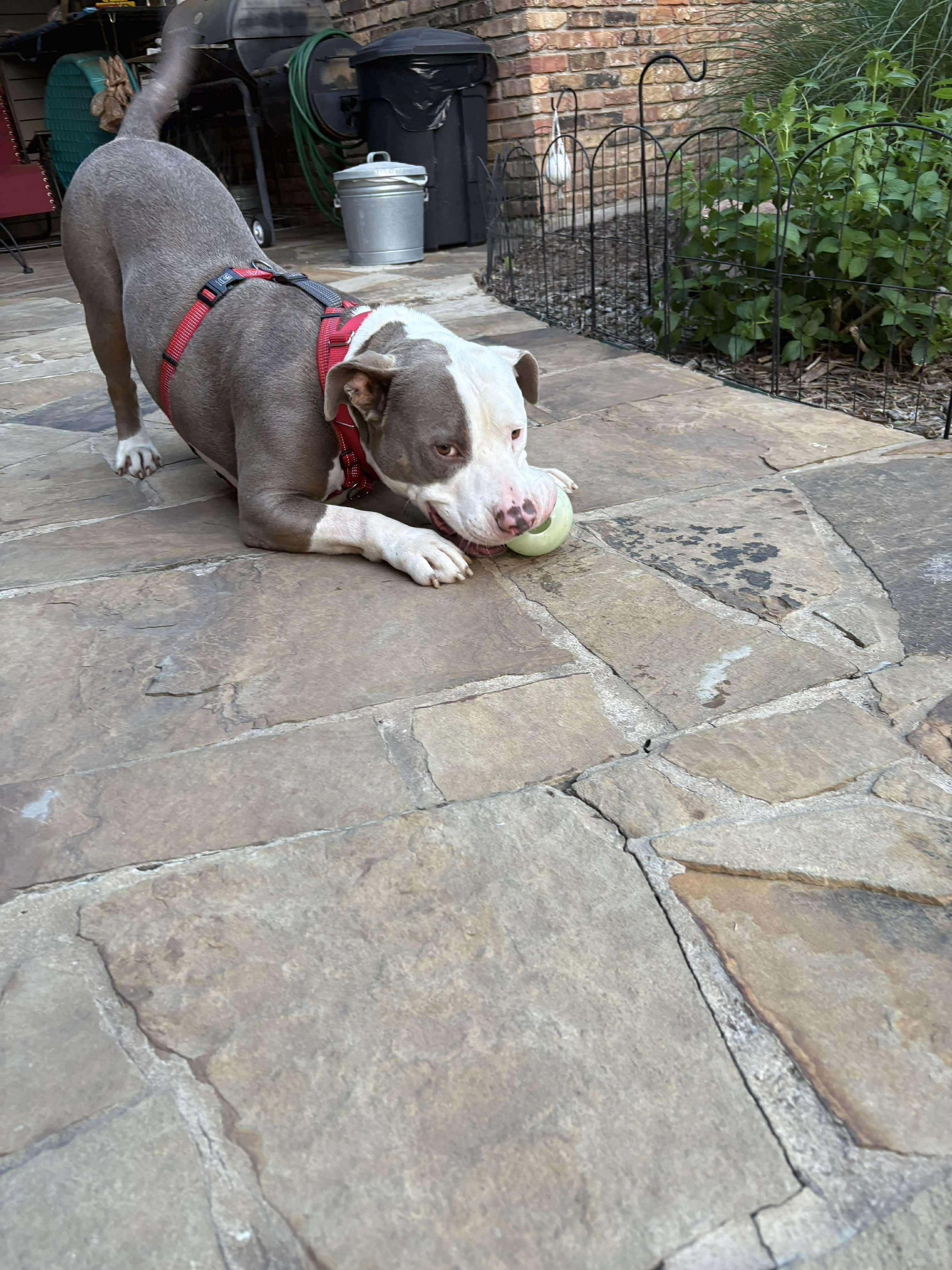 Enlarge Justice, a Adoptable mixed breed in Arlee, MT image 2/6