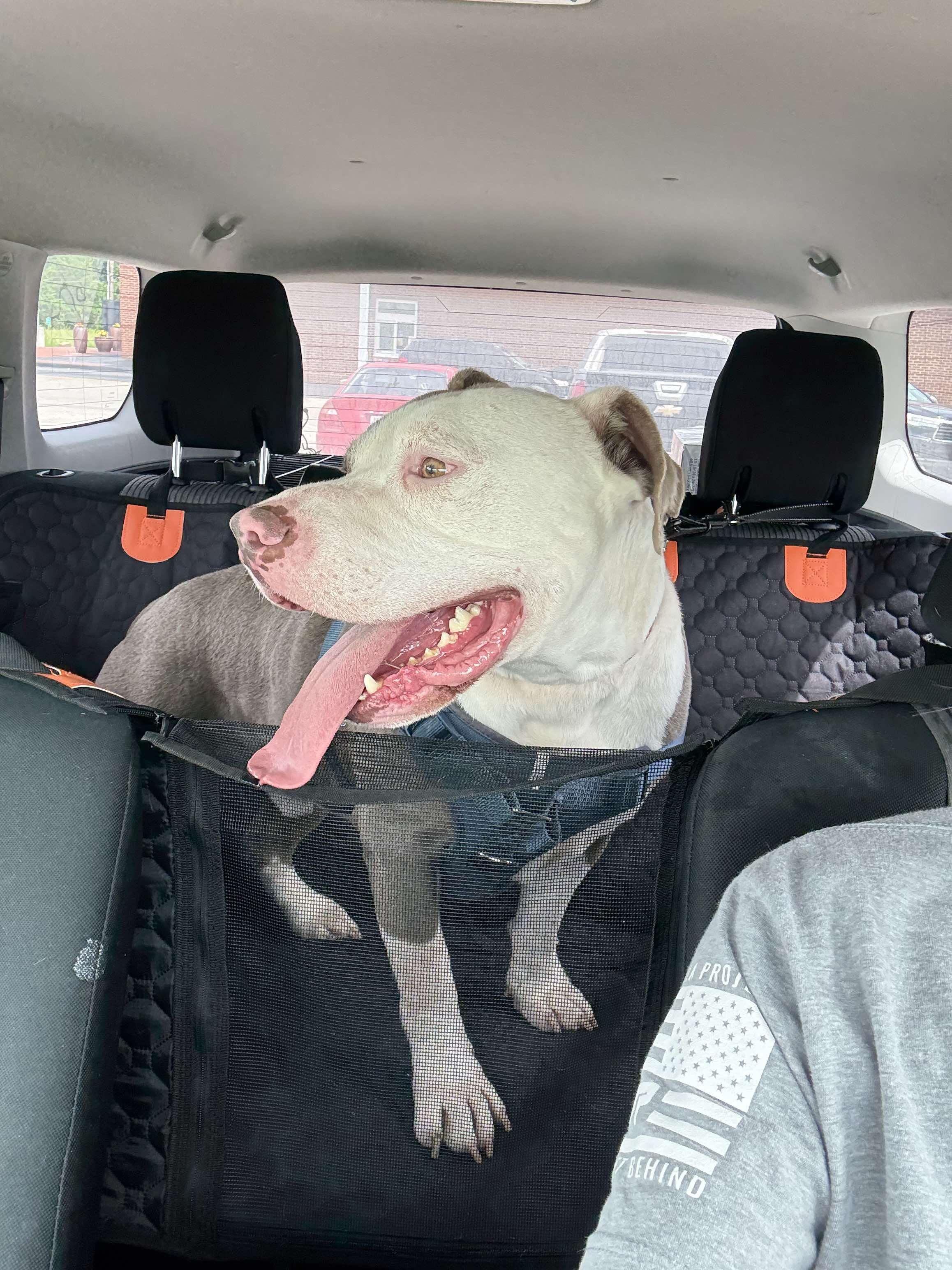 Enlarge Justice, a Adoptable mixed breed in Arlee, MT image 3/6