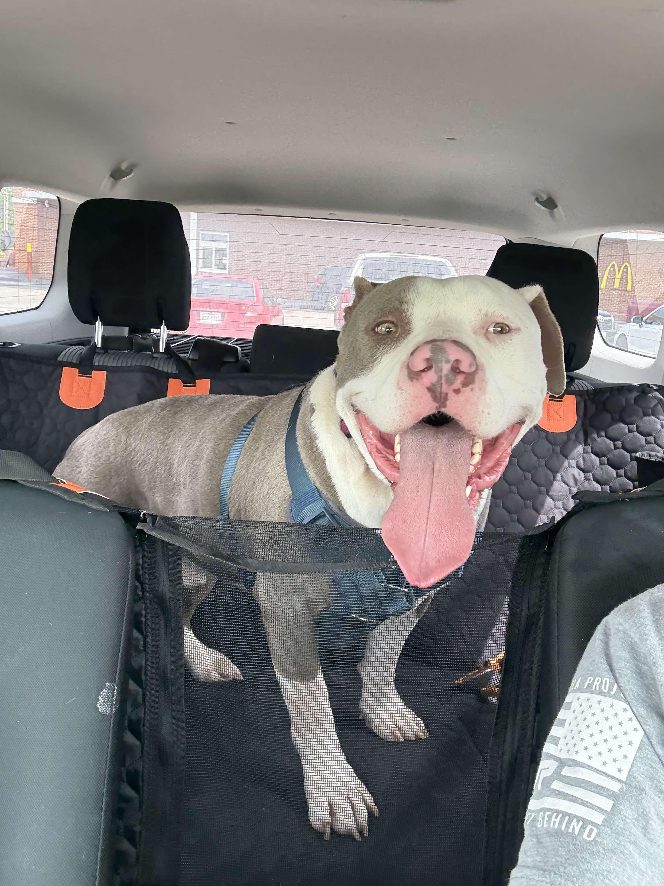 Enlarge Justice, a Adoptable mixed breed in Arlee, MT image 4/6