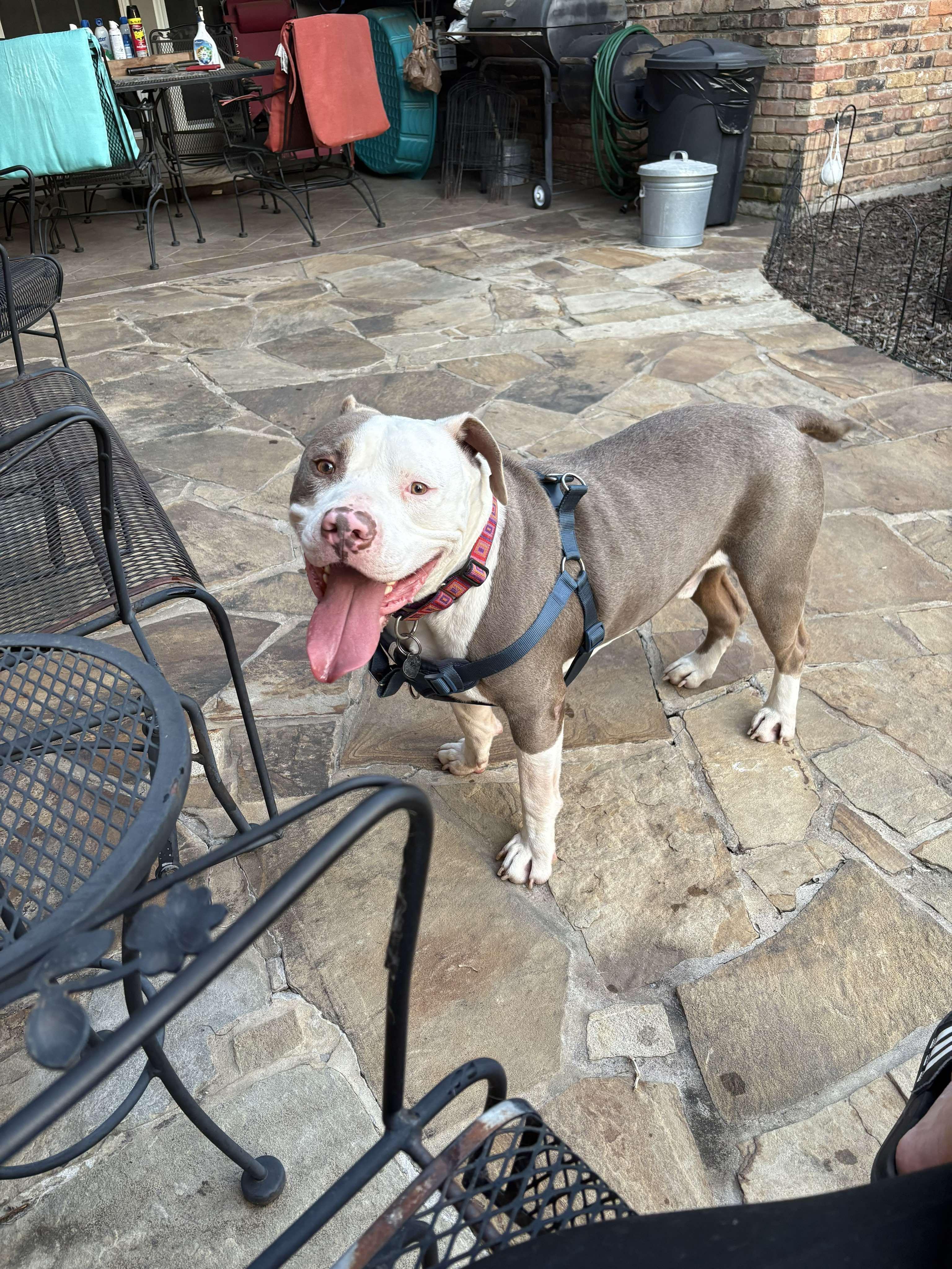 Enlarge Justice, a Adoptable mixed breed in Arlee, MT image 5/6