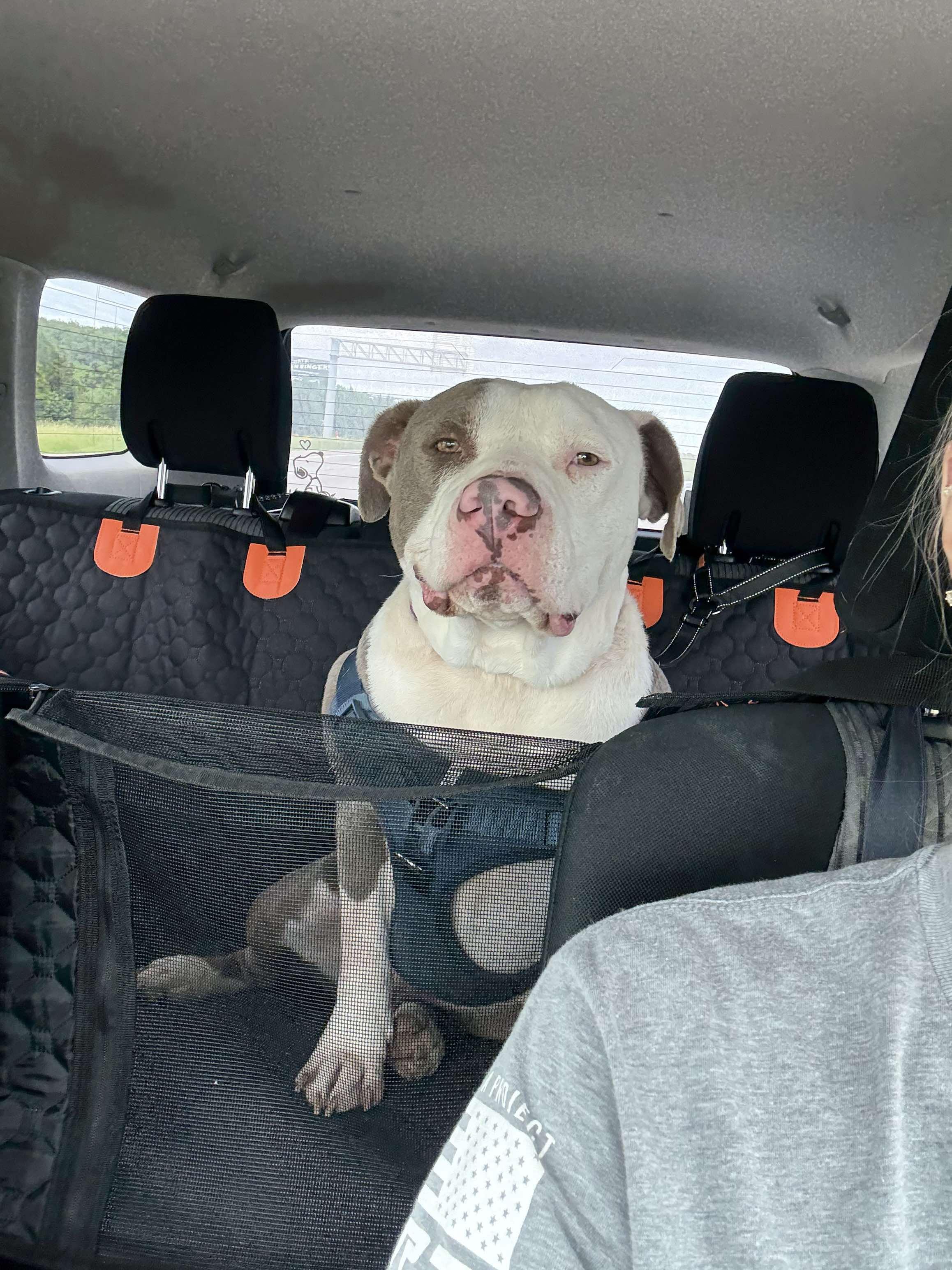 Enlarge Justice, a Adoptable mixed breed in Arlee, MT image 6/6