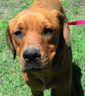 Truffles, a Adoptable mixed breed in Frankston, TX image 1/6