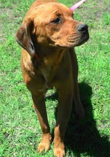 Truffles, a Adoptable mixed breed in Frankston, TX image 2/6